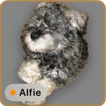 Subject: el recorte de Alfie, tal como sale en la app.